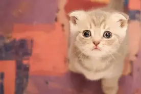 猫咪的“语言”你听懂了吗？教你如何从耳朵了解猫的喜怒图片
