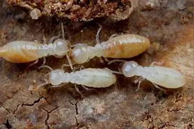 新门框全被白蚁咬坏了，千万别用药乱喷图片