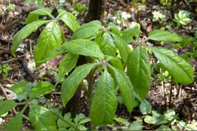 农村1种“拦路草”，树枝全是刺，古人金玉满车都不换，可珍贵了图片