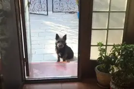 狗爸爸向人类求助：我媳妇生了，太冷了，能帮忙照顾一下吗？图片