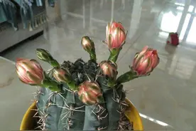 绯花玉是仙人球的一种，能开花，花朵比牡丹还要美图片