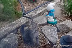 罕见异瞳三花获救后不仅美翻众人，还治愈了同类，这是天使吧图片