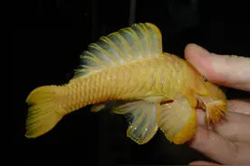 “黄金鱼”的体内真的有黄金吗？如果人工饲养，能否发家致富？图片