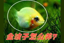 都说金波子好看不好养，我们该如何养？老鱼友的方法要知道图片