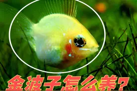 都说金波子好看不好养，我们该如何养？老鱼友的方法要知道图片