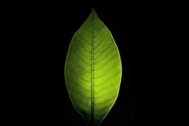 如何将照片的背景拍成黑色？就用这些方法图片