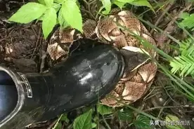 国内最臭名昭著的蛇，毒性虽弱伤害却极高？五步蛇是如何做到的？图片