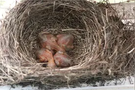 又见“鸟邻居”！乌鸫夫妇窗外安家下蛋孵出四只小鸟图片