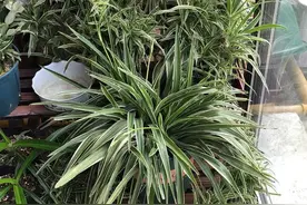 4种花自带“生根器”，不用扦插，剪下来丢盆里就活图片