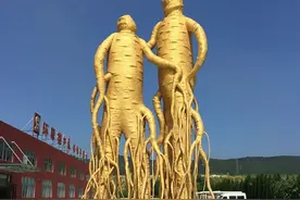 人参这东西可以种植的图片