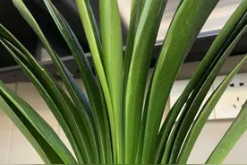 老花农用鸡蛋养君子兰，一年开两次花，叶子更是碧绿闪光图片