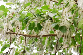 让我为你说毛毛图片