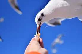 海埂大坝是昆明看海鸥的一个不错选择，很多游客慕名而来！图片