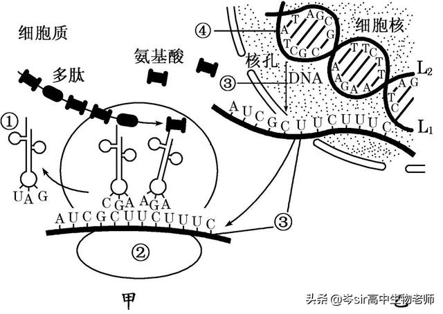 基因指导蛋白质的合成 高中生物重点知识梳理