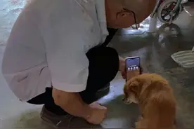 连狗狗也开始内卷了，你家的狗狗有什么特殊技能呢？图片