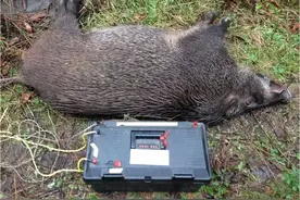 庄稼被毁，村民电击野猪被判6个月，专家：不能杀，可以补偿一半图片