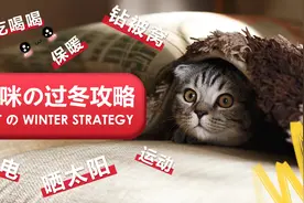 冬季，又到了猫咪和铲屎官亲密无间的季节，每天都有触电的感觉图片