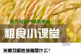 粮食小课堂-稻谷及副产品营养篇（17）图片