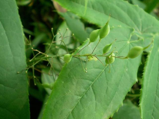 山上一种野草名叫"淫羊藿",长不高价值高,有人专门上山挖