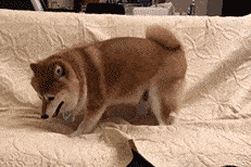 影响犬猫皮毛的营养因素蛋白质、氨基酸、脂肪酸、矿物质、维生素