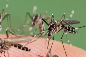 蚊子在地球上有啥用？如果将其全部消灭，会产生什么严重后果？图片