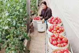 草莓西红柿“红透”致富路图片