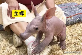 因为缺乏毛发而难以被认出的7种动物图片