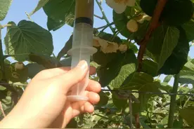 五一我来手把手教你猕猴桃授粉，告诉你周至猕猴桃是怎么炼成的。图片