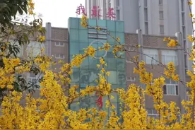 春已来，花已开 | 最美校园之诸城图片