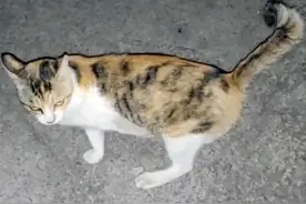 三条腿的流浪猫，放下戒备向路人求助，皆因它是个妈妈图片