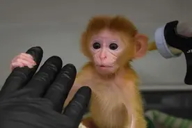 为什么不能把猴子当作宠物？打碎锅碗瓢盆事小，危及生命事大图片