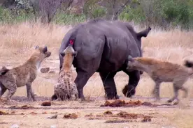 鬣狗可以被驯化吗？在非洲一小城，它们正在走现代狗祖先的老路图片