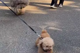 山东一大狗被小狗吓到，委屈向主人要抱抱，网友：白长这么大图片