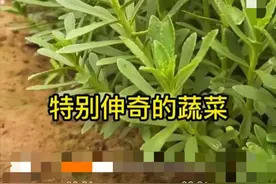 补钙蔬菜-养心菜图片
