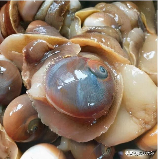 15种常见的贝壳类海鲜，你见过几种？绝大多数人只见过2~3种