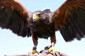 90岁猎鹰人，训练鹰凶猛异常，能巡山会狩猎，不为人知的训鹰绝技图片