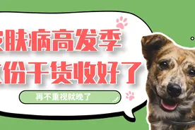 养狗怕什么，怕的就是最磨人的皮肤病图片