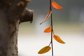 散文：秋叶之静美图片