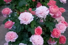 5种“休眠花”秋天都醒了，赶紧施肥修剪，下一轮开花更劲爆图片