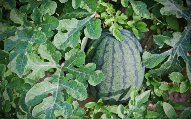 各种新型肥料太多，鱼蛋白、氨基酸、应该怎么分辨？