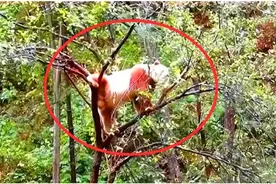 我国秦岭地区发现“神兽”，全世界仅有一只，惹得各国羡慕不已图片