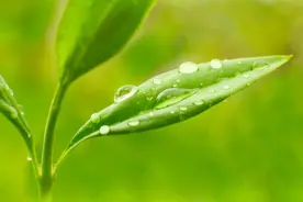 叶片“向上卷”、“向下卷”原因不一样，对症下药很关键，一起来了解图片