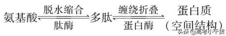高考生物：考前必记规律、方法和结论(建议掌握）