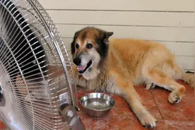 这些事会“偷走”狗狗的寿命，还在做的宠主，请马上停止图片