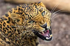 吉林要出名了！野生东北豹被偶遇，与人对视30多秒，网友：谁害怕图片