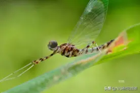 「微距」全国昆虫摄影大赛一等奖得主，户外野战经验分享图片