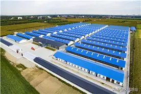 自动化正规鸽舍怎样建？图片