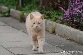 橘猫拜访医院已有4年，安慰病人还白吃两顿饭，2年后才被主人知晓图片