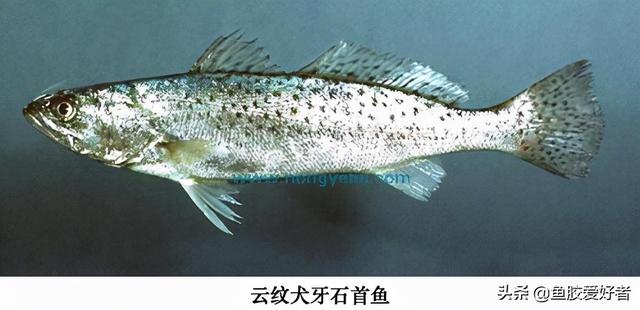 黄花皎北海花胶 2026年北海黄花胶的功效与作用