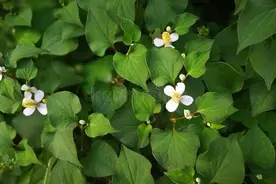夏日里一株神奇草——鱼腥草图片